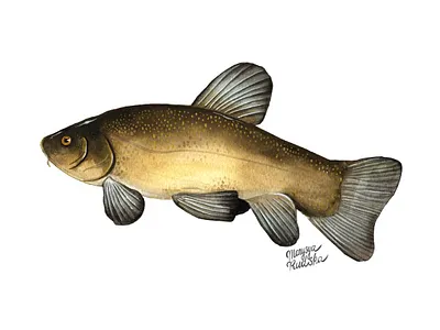 Tench fish illustration illustrator natural history watercolor watercolour watercolour illustration