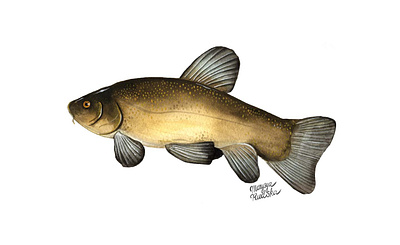 Tench fish illustration illustrator natural history watercolor watercolour watercolour illustration