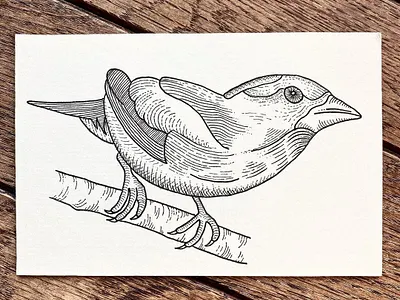 Evening Grosbeak bird drawing illustration indianaart indianaartist ink pen sketch wildlife