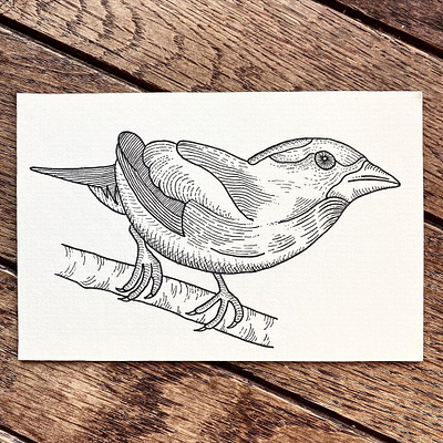 Evening Grosbeak bird drawing illustration indianaart indianaartist ink pen sketch wildlife