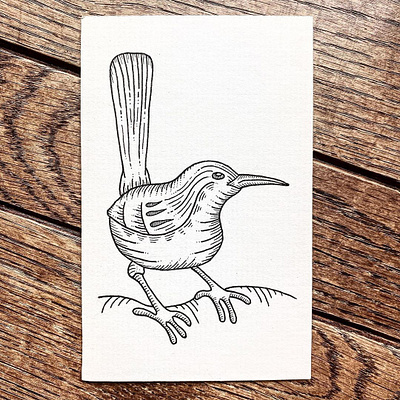 Carolina Wren bird drawing feederbird illustration indiana ink nature penandink sketch wildlife