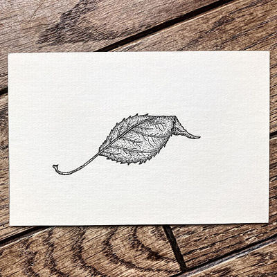 Dry Leaf autumn doodle drawing fall fineline illustration indiana leaf linework nature outdoors penandink shading sketch stipple tree