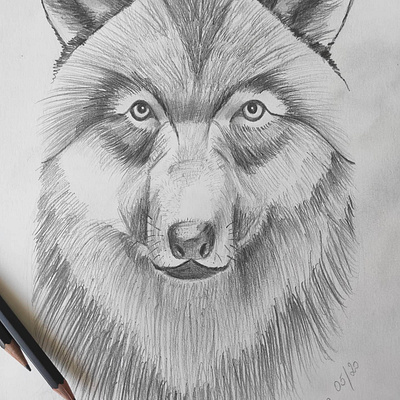wolf draw handwrite pencils practise sketch wolf