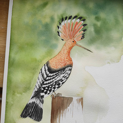 Watercolor bird illustration watercolor