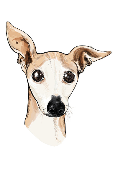 Italian Greyhound Drawing - Sorbi adobe illustrator apple pencil dog graphic design illustration italian greyhound procreate vector