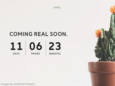 Daily UI 014 Countdown Timer Web adobe xd cactus daily 100 challenge daily ui dailyui design minimalist plant user interface design website design