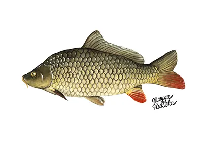 Carp fish illustration illustrator natural history watercolor watercolour watercolour illustration