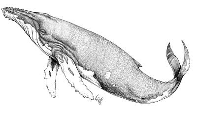 Humpback Whale linedrawing black white clip studio paint digital illustration digitalart illustration lineart nature nature illustration whale