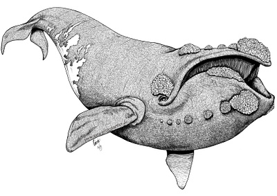 Northern Right Whale animal art animal illustration black white clip studio paint digital illustration digitalart illustration lineart nature nature illustration ocean life whale whales