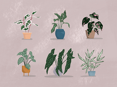 P L A N T S 2d art art direction colors design dribbble girldesigner illustration plant pots procreate shot verigated