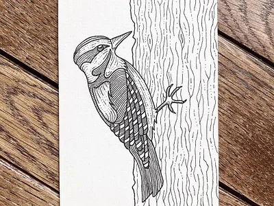Downy Woodpecker bird contour drawing contourhatching crosshatch drawing fineliner illustration ink micronpen penandink techpen wildlife