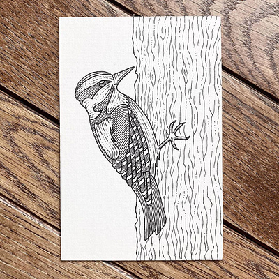 Downy Woodpecker bird contour drawing contourhatching crosshatch drawing fineliner illustration ink micronpen penandink techpen wildlife