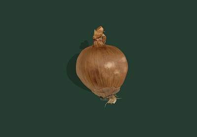Onion study brown design digital illustration digital painting drawing food green illustration ipad onion procreate quarantine study