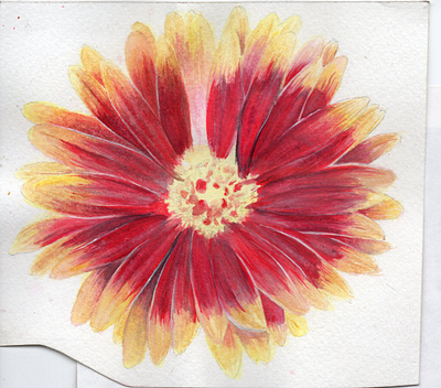 Gerbera in progress - Watercolor flower flowers gerbera illustration paint paints plants print red watercolor