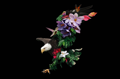 Flora and Fauna adobe artwork bald eagle beautiful bird birds black background butterfly eagle editorial falcon fauna flora flower hawk illustrator minimal minimalism minimalistic monochromatic