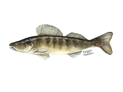 Zander fish illustration illustrator natural history watercolor watercolour watercolour illustration