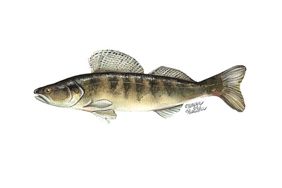 Zander fish illustration illustrator natural history watercolor watercolour watercolour illustration