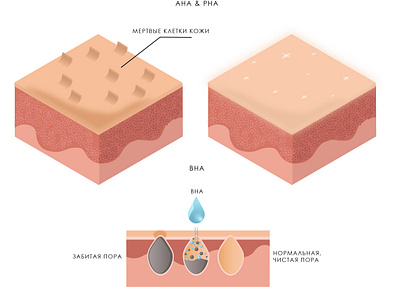 AHA & PHA acid acid action care clean cosmetics exfoliation illustration pore purification scheme skin skin care skin structure vector vector illustration