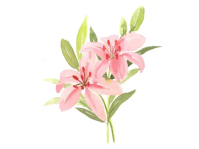 Pink Lilly Flower watercolor art design flora floral floral art flower illustration leaves lilly paint print watercolor watercolour