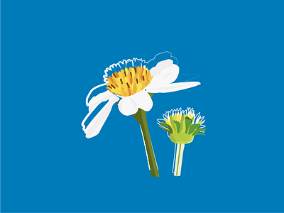 Flowers beauty flatdesign flatillustration flora floral flowers transform vectorart