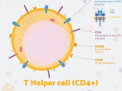 Week3 - T helper cells biology flat illustration illustration immunology sciart scicomm science vector