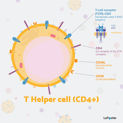 Week3 - T helper cells biology flat illustration illustration immunology sciart scicomm science vector