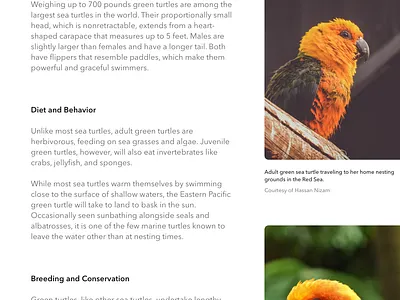 Nature concept art concept design ipad minimal minimalist nature photography shadow typography ui