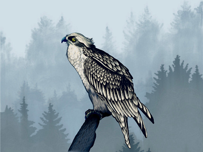 Osprey digitalart illustration osprey procreate