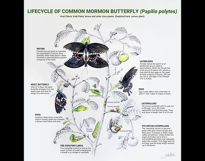 Lifecycle of Common Mormon Butterfly design education illustration insects lifecycle minimal minimalist nature wildlife