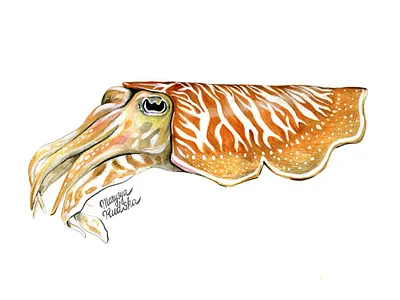 Cuttlefish animal illustration illustrator natural history watercolor watercolour watercolour illustration