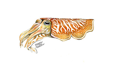 Cuttlefish animal illustration illustrator natural history watercolor watercolour watercolour illustration