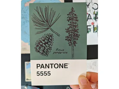 Ponderosa Pine Pantone Postcard art drawing hand drawn illustration ink nature postcard