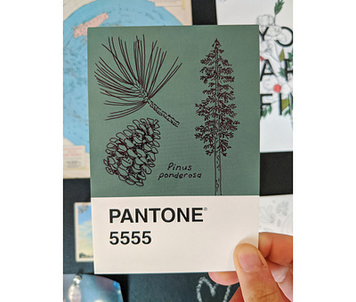 Ponderosa Pine Pantone Postcard art drawing hand drawn illustration ink nature postcard