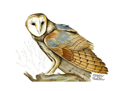Barn Owl barn owl bird illustration illustrator natural history owl watercolor watercolour watercolour illustration