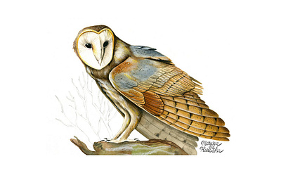 Barn Owl barn owl bird illustration illustrator natural history owl watercolor watercolour watercolour illustration