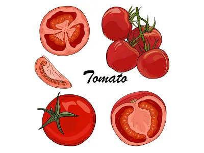 Tomato set design food illustration natural organic red tomato vector vegan