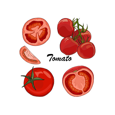 Tomato set design food illustration natural organic red tomato vector vegan