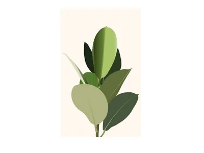 Rubber Plant illustration plant
