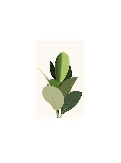 Rubber Plant illustration plant