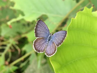 Butterfly Photography By Shoikot photograph photographer photography