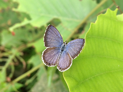 Butterfly Photography By Shoikot photograph photographer photography