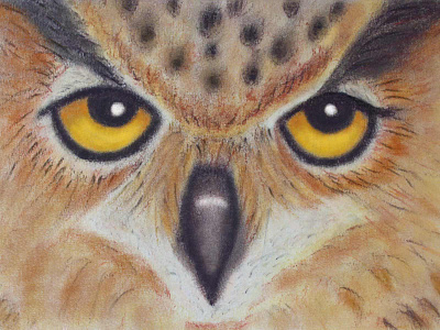 Buho pastel chalk ilustration tizaspastel