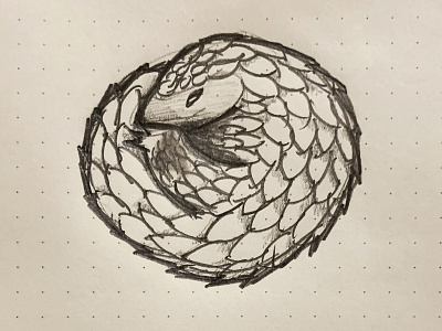 Pangolin sketch africa animals drawing illustration pangolin pencil sketch