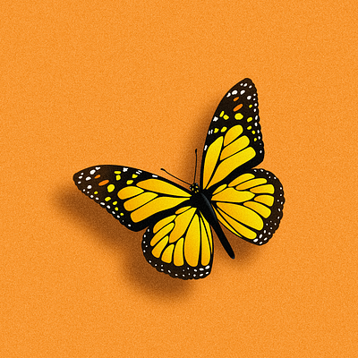 Butterfly design illustration