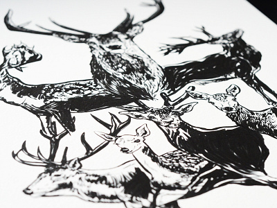 Deer Wildlife Print animal animal art animal illustration animals animals illustrated art black brush pen deer deer illustration illustration illustration art illustrations illustrator ink pen and ink print stag white wildlife