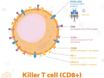 Week4 - Cytotoxic T cell biology cell flat illustration illustration immunology sciart scicomm science vector
