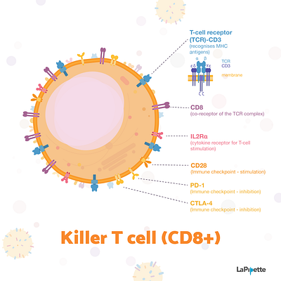 Week4 - Cytotoxic T cell biology cell flat illustration illustration immunology sciart scicomm science vector