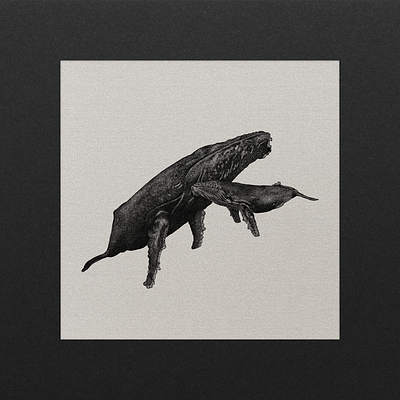 Humpback Whale Mother and Calf art illustration