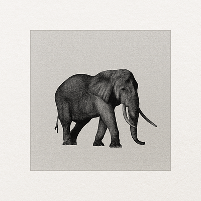 African Bush Elephant art art direction artist artwork illustration