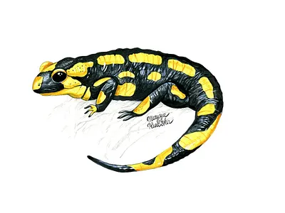 Fire salamander animal animal art illustration illustrator natural history salamander watercolor watercolour watercolour illustration